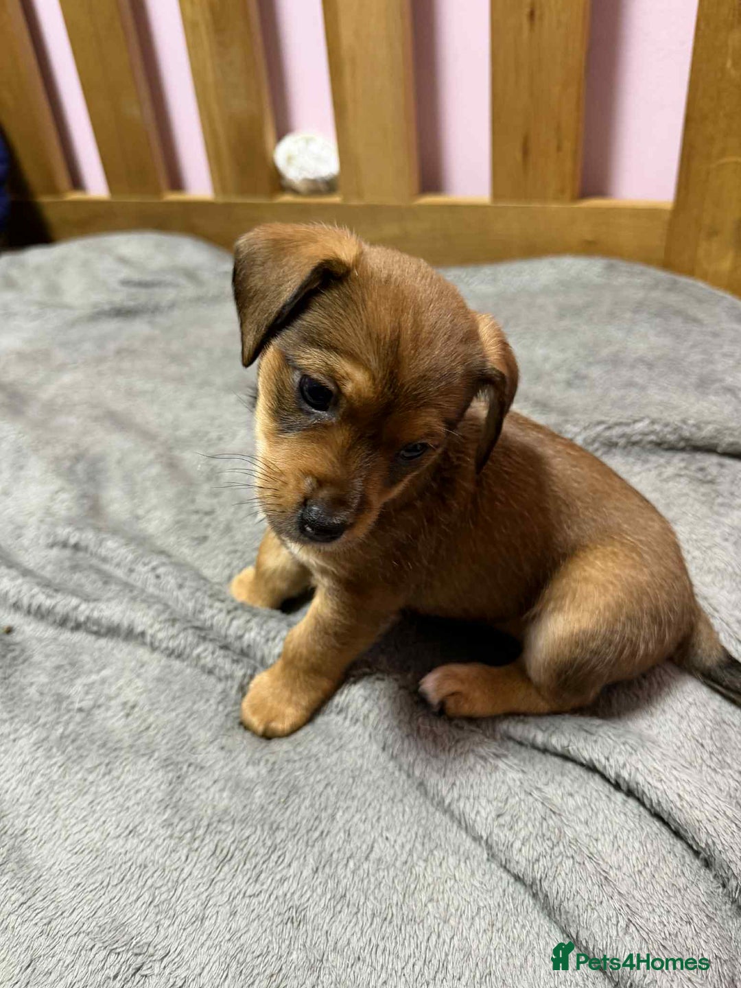 Mixed Breed dogs for sale: Beautiful female puppy.  - Image 12