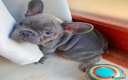 French Bulldog dogs for sale: Healthy Blue French Bulldog Babies - Image 12