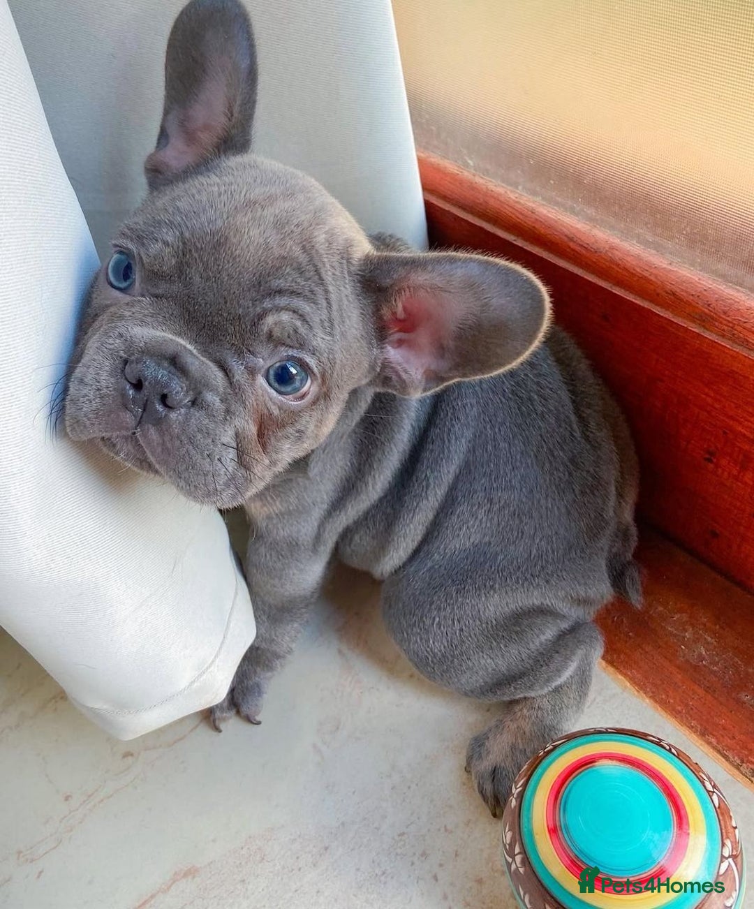 French Bulldog dogs for sale: Healthy Blue French Bulldog Babies - Image 12