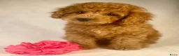 Cavapoo dogs for sale: F1B Cavapoo exquisite heath test boutique breeder  - Advert 22
