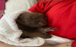 Mixed Breed dogs for sale: Beautiful Family-Raised Sheprador Puppies - Image 24