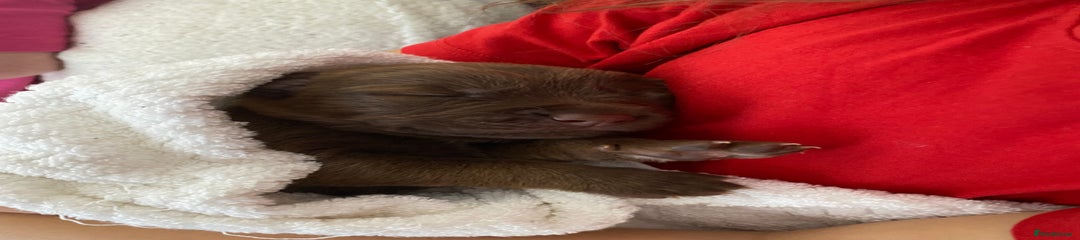 Adorable Male Sheprador Pups