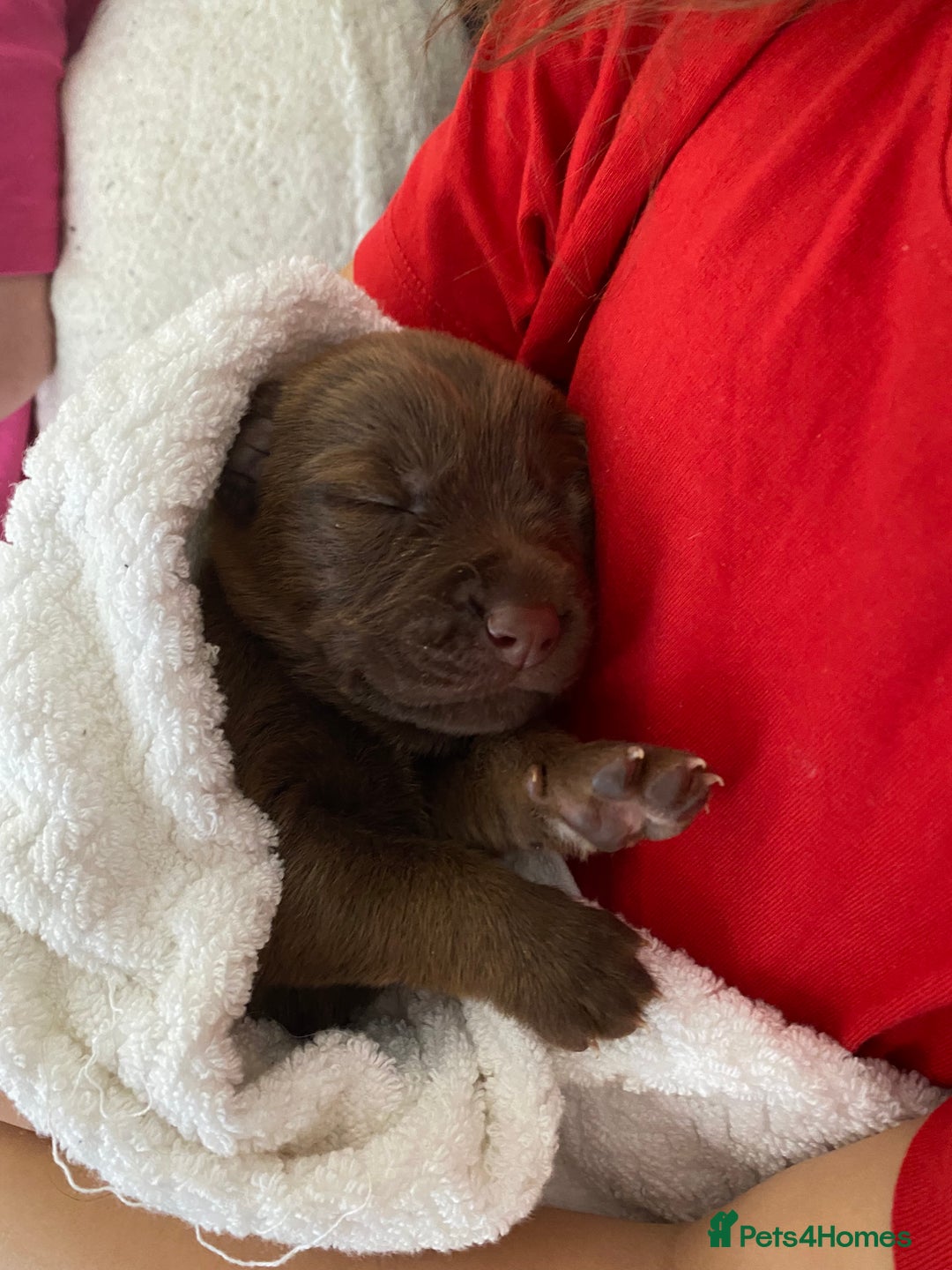 Mixed Breed dogs for sale: Beautiful Family-Raised Sheprador Puppies - Image 24