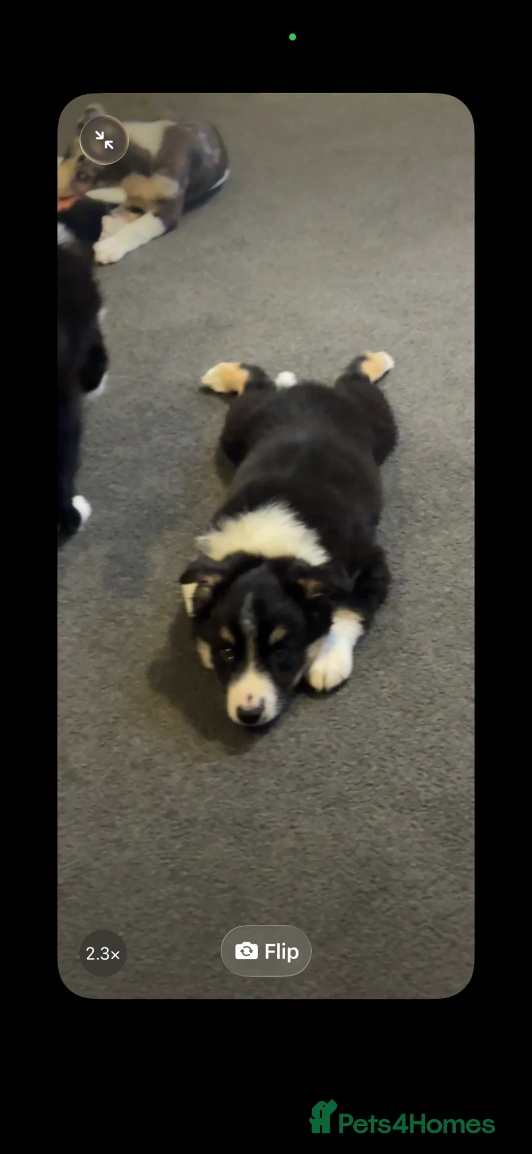 Border Collie dogs for sale: 1 male border collie pup left  - Advert 4