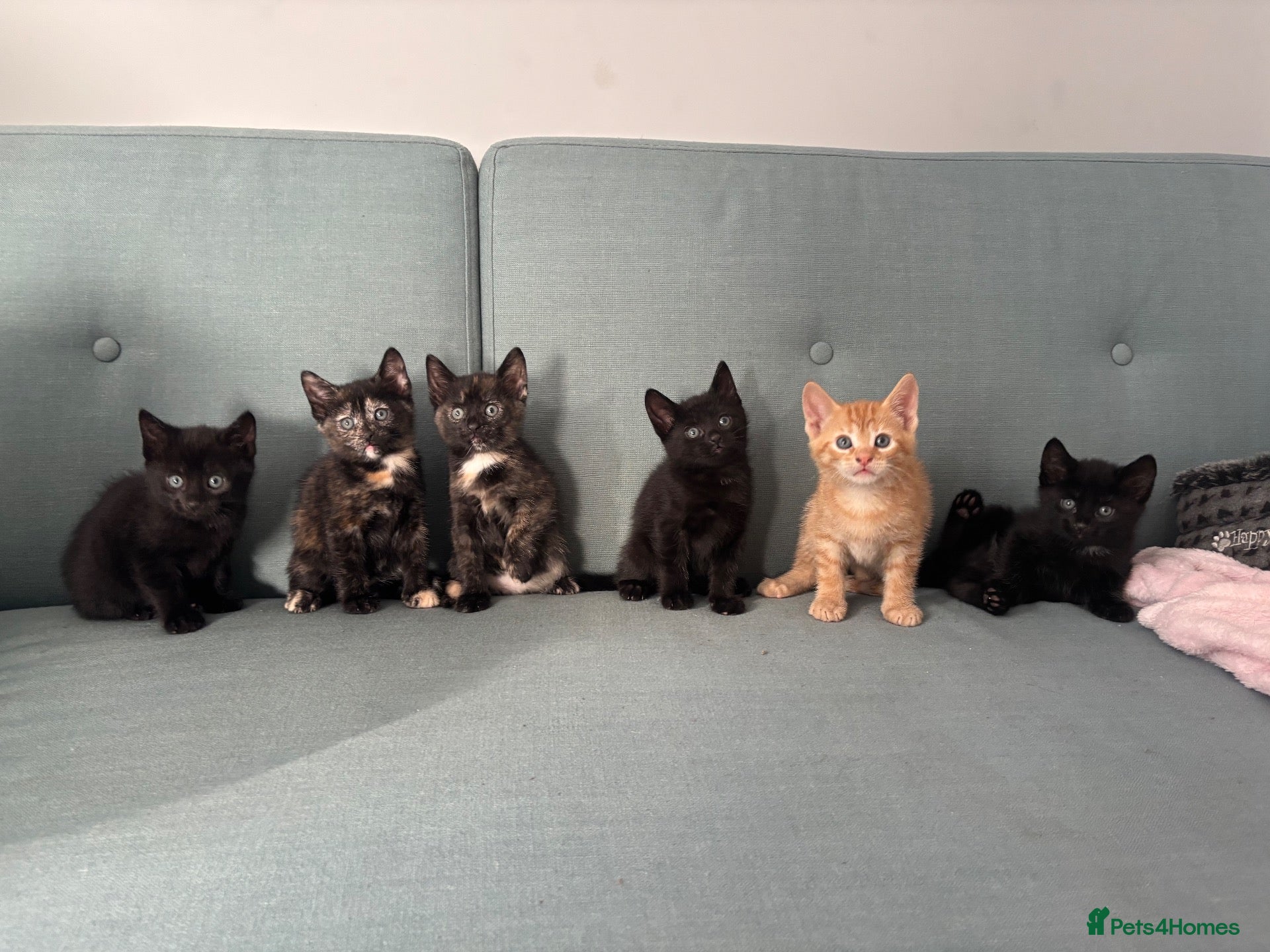 Mixed Breed cats 5 gorgeous kittens all female  - Advert 2