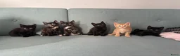 Mixed Breed cats for sale: 5 gorgeous kittens all female  - Advert 1