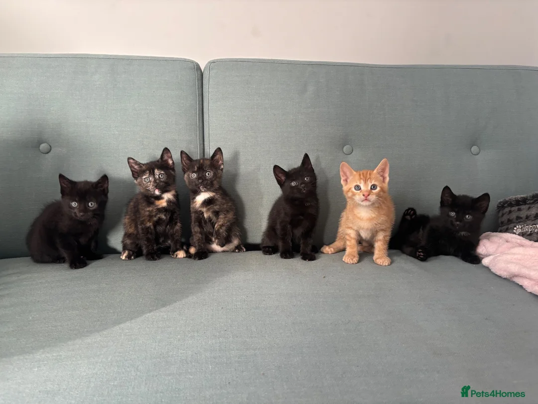 Mixed Breed cats for sale: 5 gorgeous kittens all female  - Advert 1