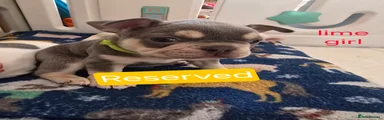 French Bulldog Puppy 6 reserved 