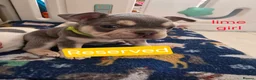 French Bulldog dogs for sale: French bulldog puppies  - Advert 31