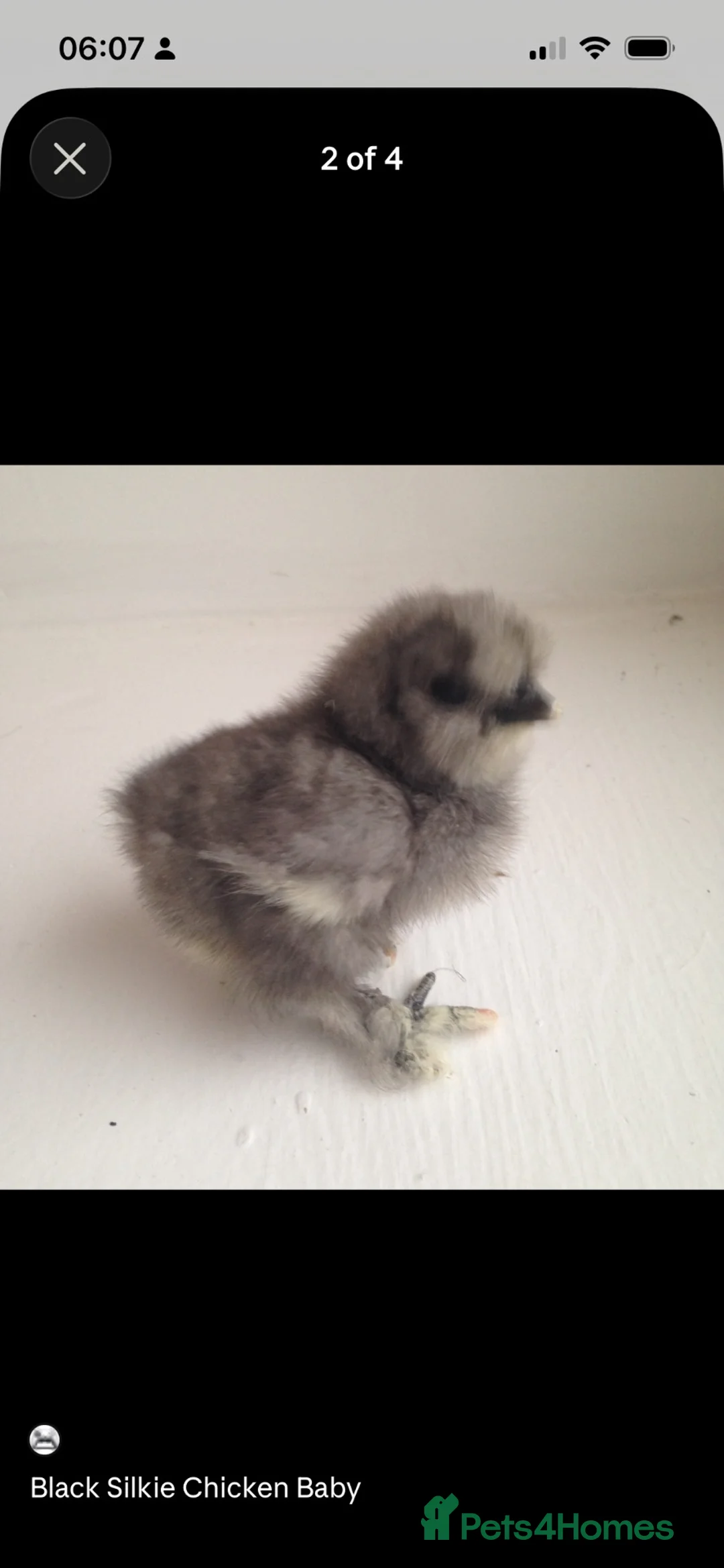 Chickens poultry for sale: 🐣 Silkie Bantam Chicks — Hatching Soon!  in Glasgow - Advert 2