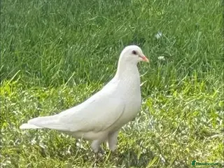 Doves birds WANTED.. white straight tailed doves / pigeons - Advert 1