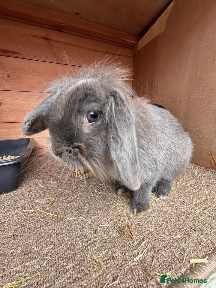 Mini Lion Lop rabbits Bella  - Advert 2