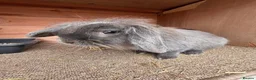 Mini Lion Lop rabbits for sale: Bella  - Advert 1