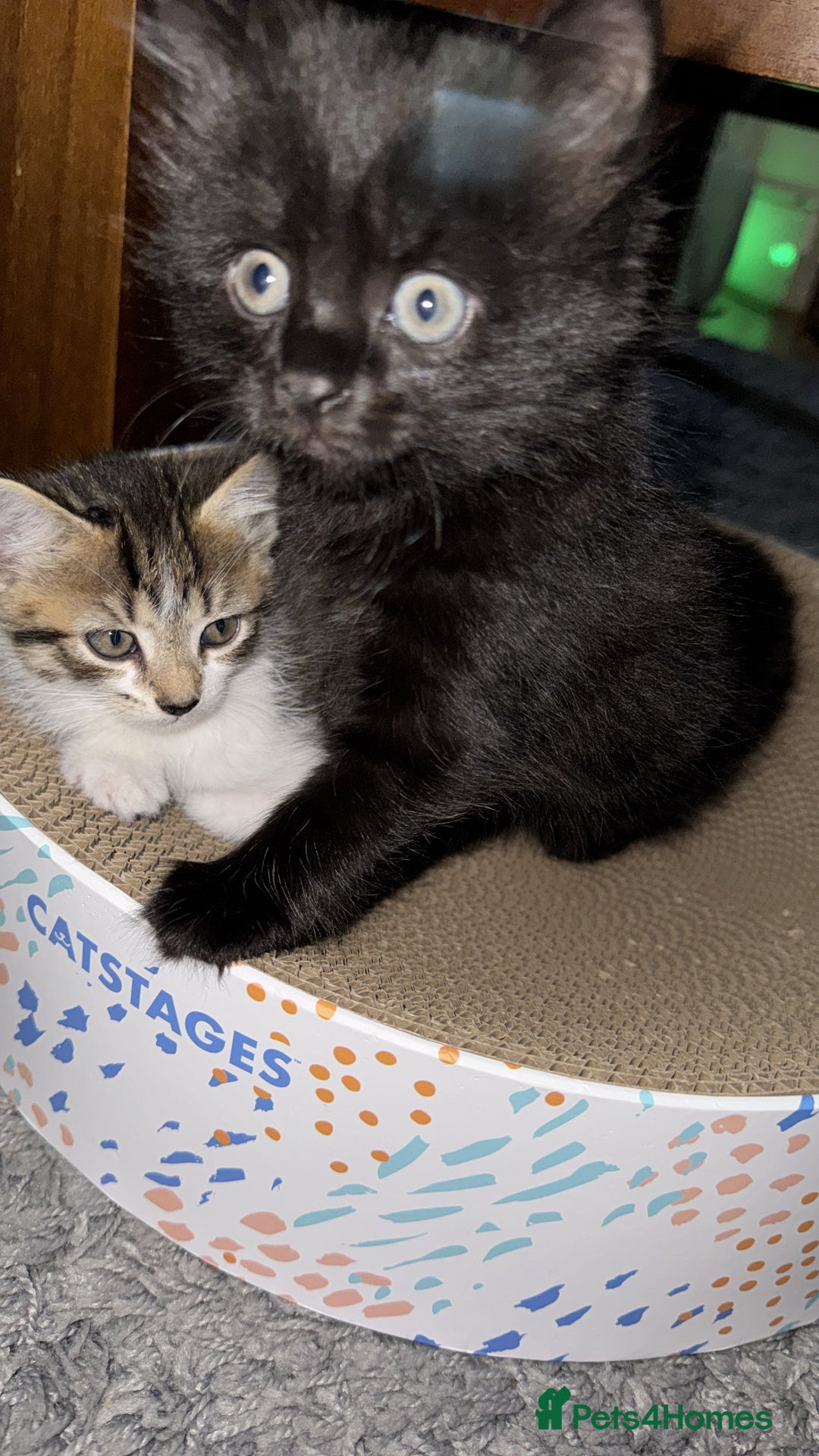 Domestic Shorthair cats for sale: 🐾Gorgeous Tabby & Sleek Black Kitten Duo🐾 - Image 2