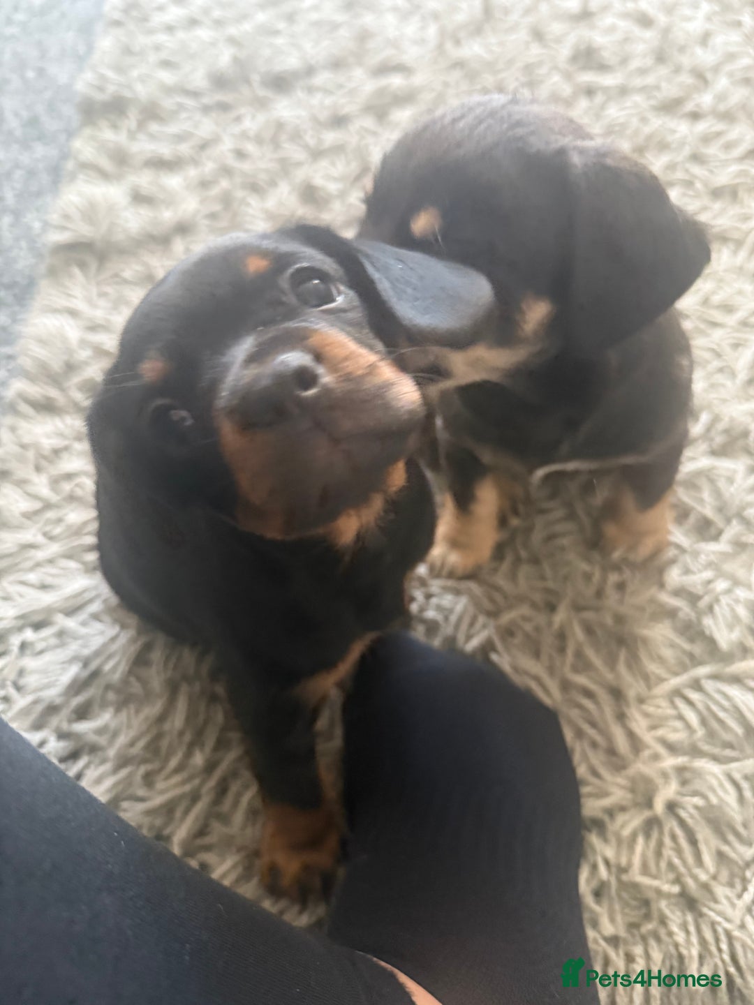 Mixed Breed dogs for sale: French bulldog X dauschaund - Image 3