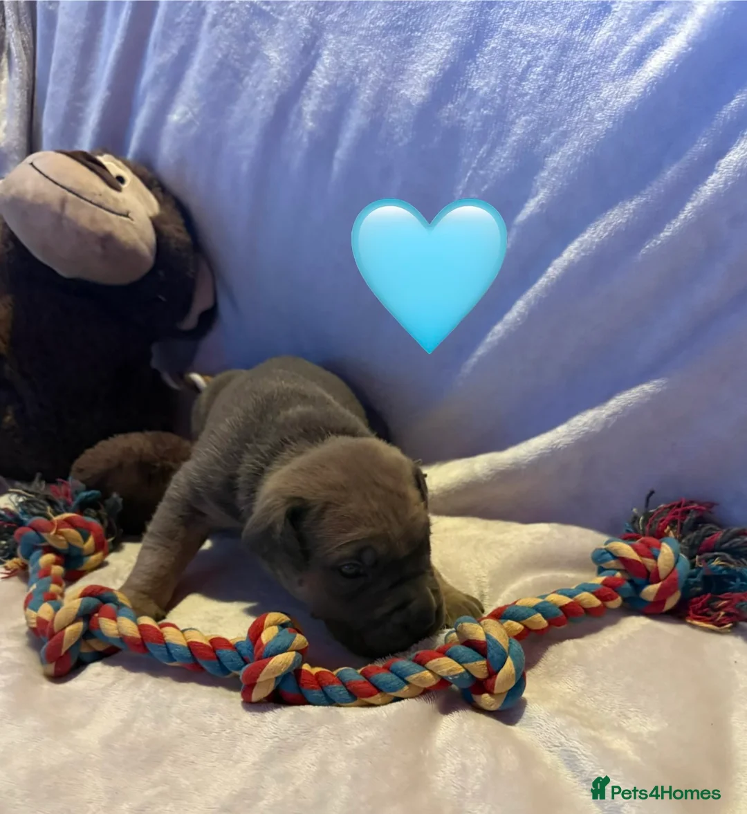 Cane Corso dogs for sale: Cane corso puppies ICCF registered  - Advert 28