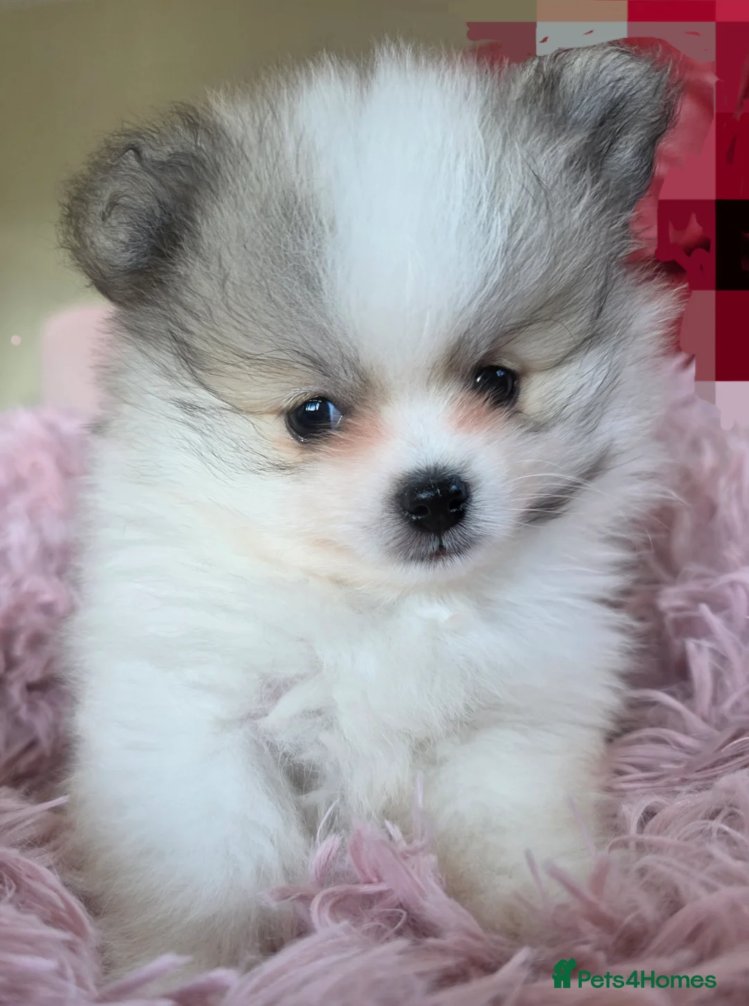Pomeranian dogs for sale: KC registered teddy face Pomeranian Male Pups - Advert 2