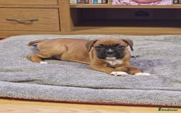 Boxer dogs for sale: FINAL PUP (PINK), READY TO GO KC reg bobtail boxer - Advert 11