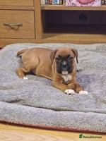 Boxer dogs - Advert 1