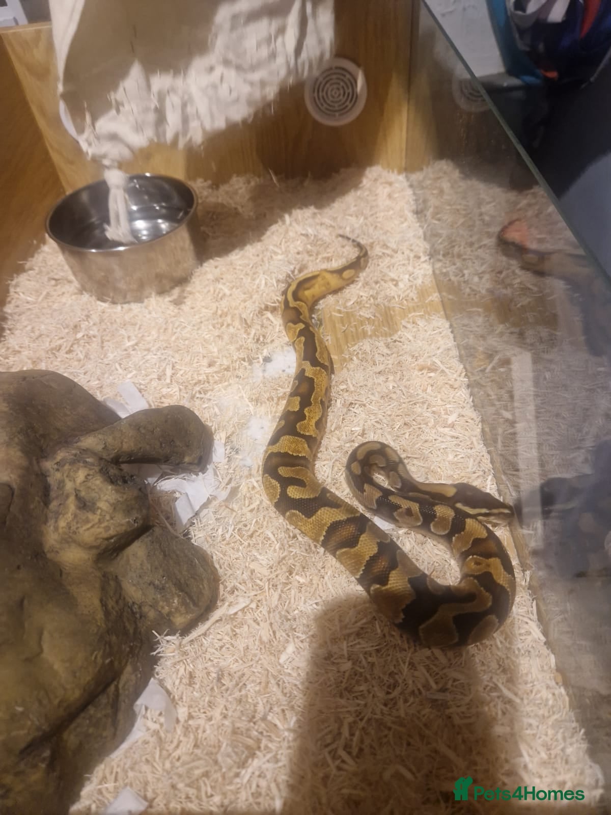 Python Snake reptiles Female  - Advert 3