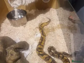 Python Snake reptiles Female - Advert 3