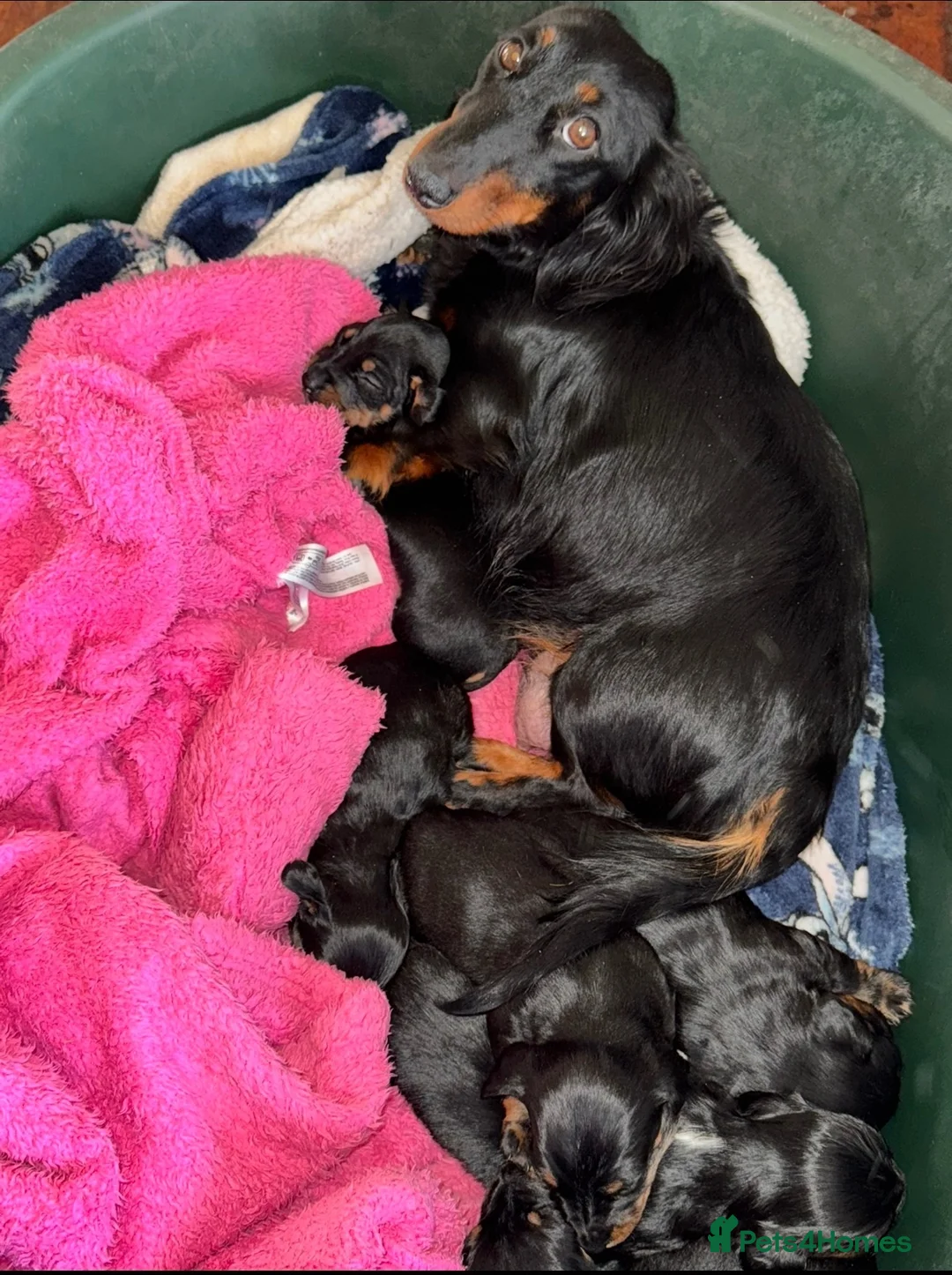 Miniature Dachshund dogs for sale: Miniature dachshunds for sale in Witney - Advert 1