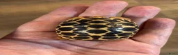 Tortoise reptiles for sale: Indian Star Tortoise Hatchlings - Advert 7