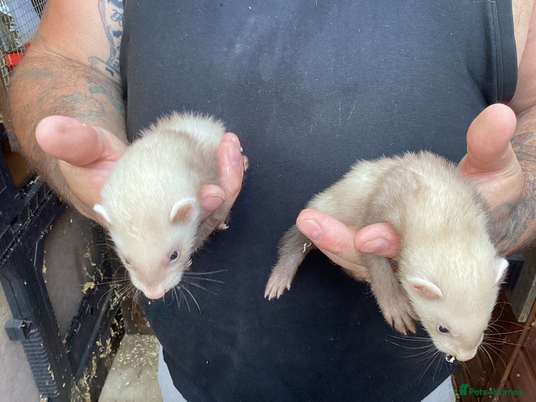 Ferret rodents for sale: Hobs for sale  - Image 5