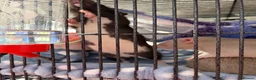 Rat rodents for sale: Two Male Fancy Rats in Worcester - Advert 6