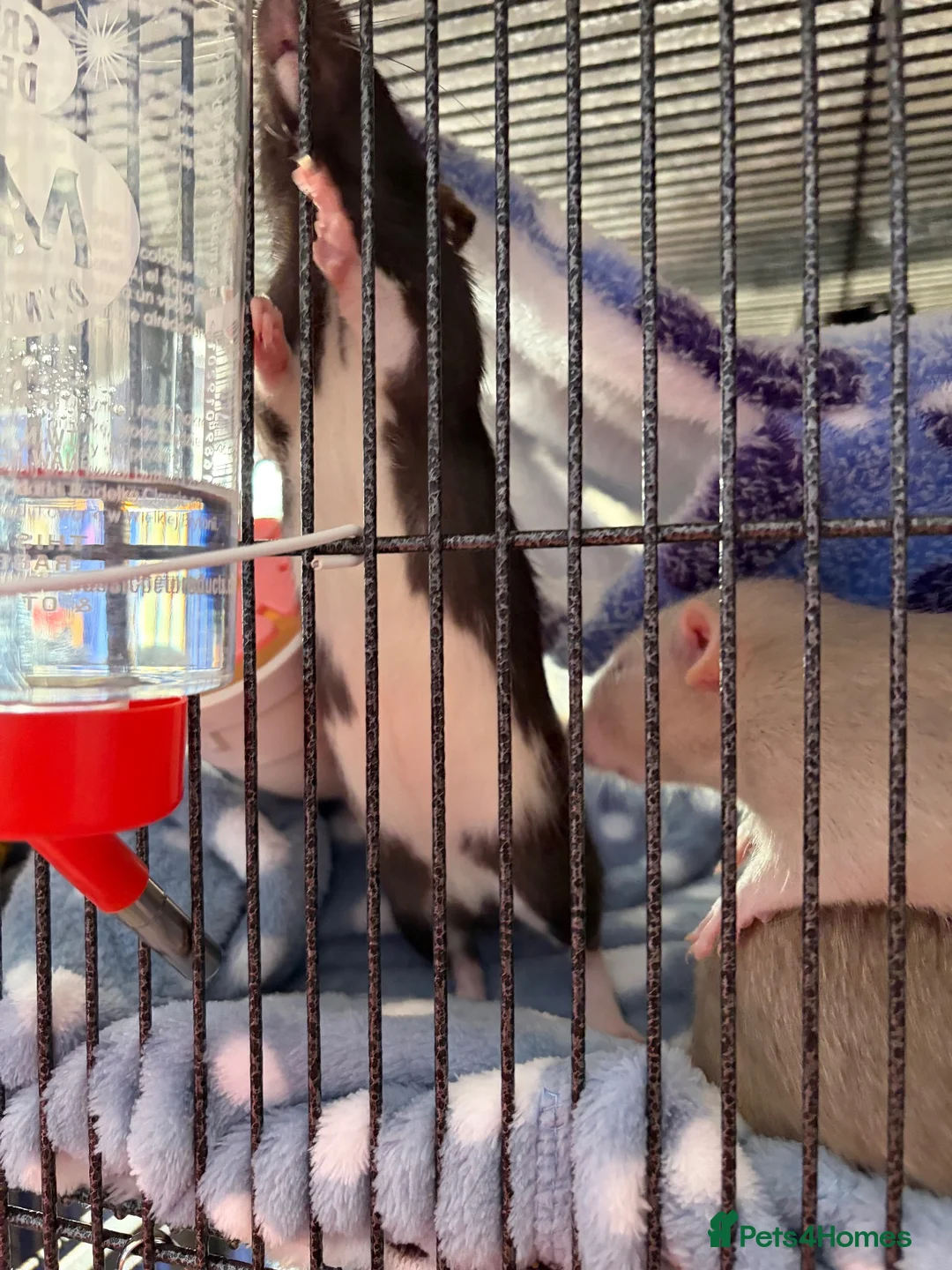 Rat rodents for sale: Two Male Fancy Rats in Worcester - Advert 6