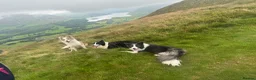 Border Collie dogs for sale: Show Quality KC Reg Border Collie Puppies  - Advert 14