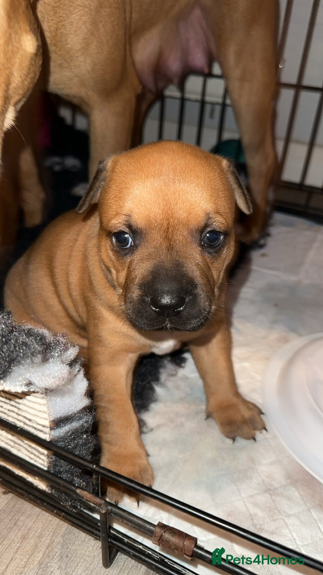 Staffordshire Bull Terrier dogs for sale: Stunning chunky puppies  - Advert 4