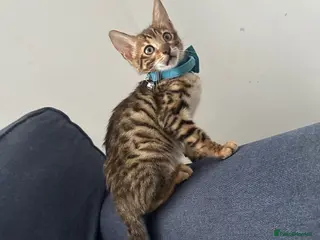 Bengal cats Stunning pure breed Bengal kittens - Advert 2
