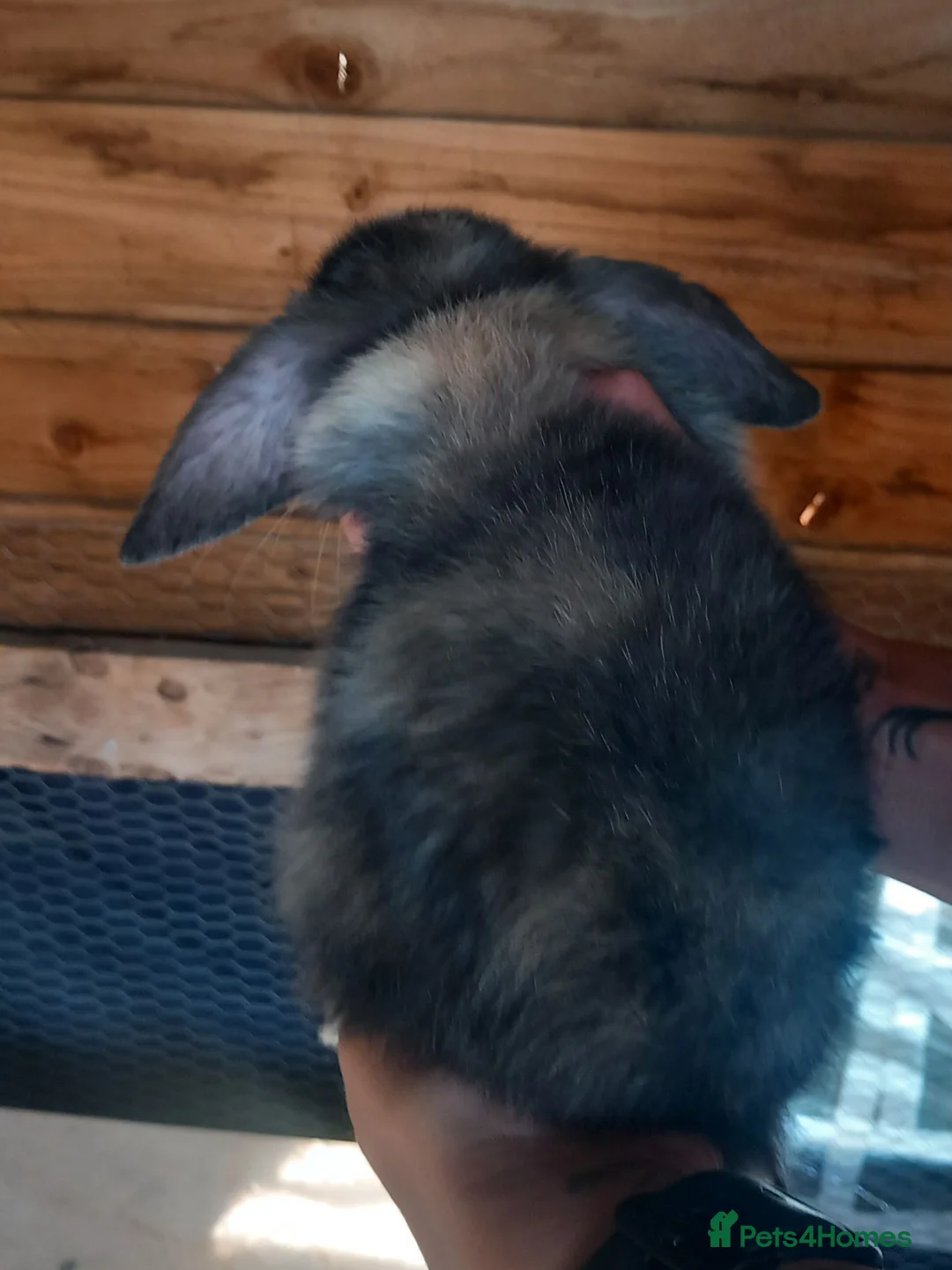Mini Lop rabbits for sale: Mini Lop babies - Advert 2