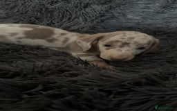 Miniature Dachshund dogs for sale: Izzabella mini dashaunds  - Image 4