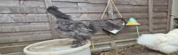 Chickens poultry for sale: Dark Grey 11 week old Silkie chick - Advert 3