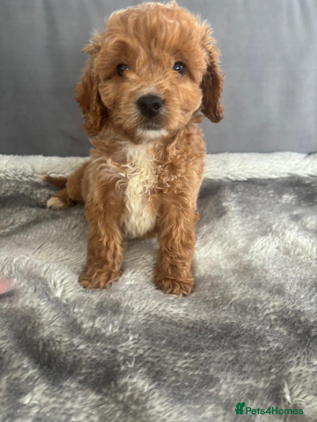 Cockapoo dogs F1 Cockapoos  - Advert 1