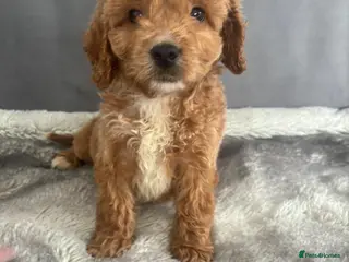Cockapoo dogs F1 Cockapoos - Advert 1