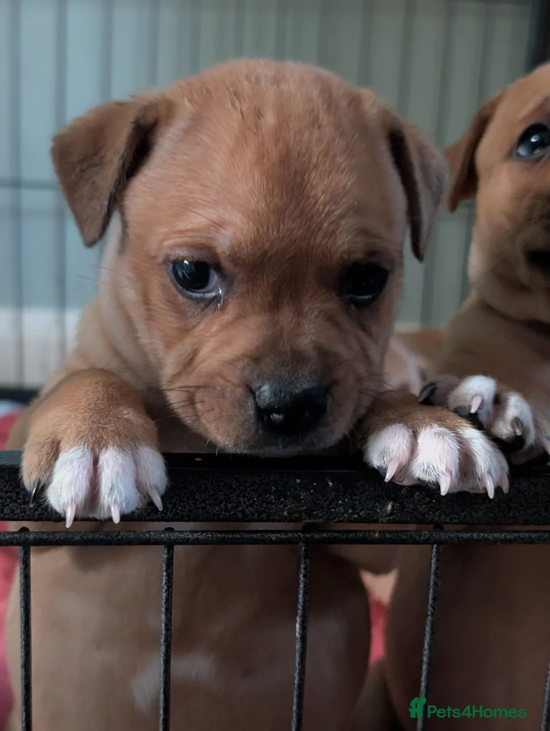 Staffordshire Bull Terrier dogs for sale: KC Red Staffords  - Advert 2