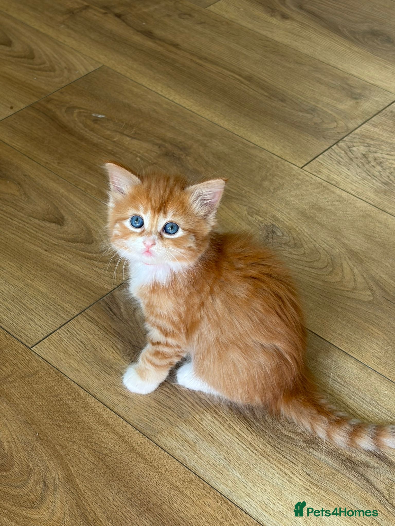 Mixed Breed cats 6 GORGEOUS HALF-RAGDOLL kittens ❤️ - Advert 1