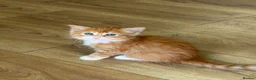 Mixed Breed cats for sale: 6 GORGEOUS HALF-RAGDOLL kittens ❤️ - Advert 1