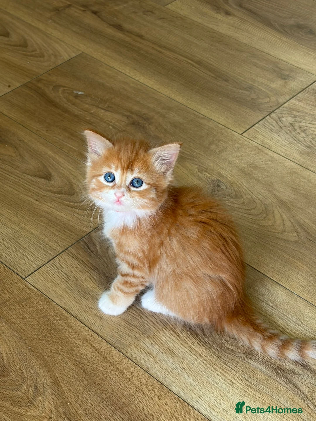 Mixed Breed cats for sale: 6 GORGEOUS HALF-RAGDOLL kittens ❤️ - Advert 1