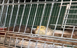 Quail poultry for sale: Various age quail chicks - Image 3