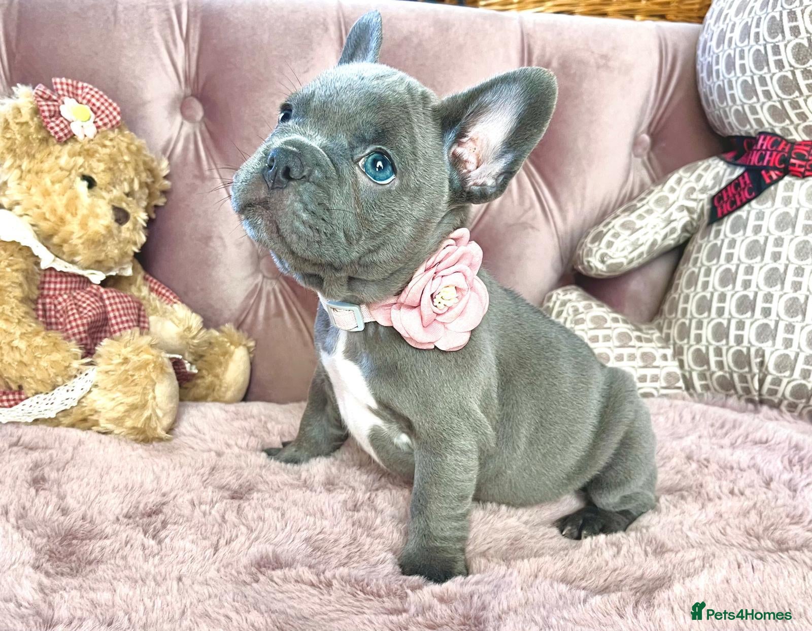 French Bulldog dogs LILAC,BLUE,FLUFFY - Advert 1