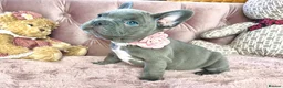 French Bulldog dogs for sale: READY NOW Lilac,blue - Advert 8