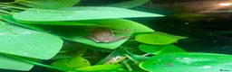 Frog reptiles for sale: Various dart frogs and tree frogs  - Advert 15