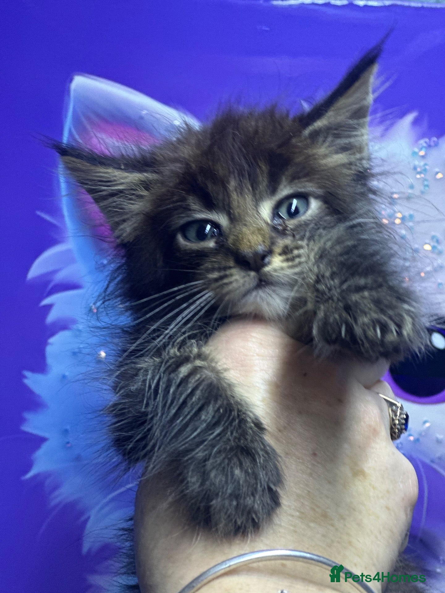 Maine Coon cats Mainecoons  - Advert 2