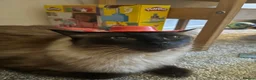 Ragdoll cats for sale: Loving 3 Year old Male Ragdoll - Advert 7