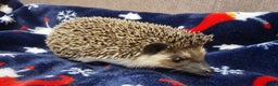 Pygmy Hedgehog rodents for sale: (F) A Pygmy Hedgehog + enclosure & accessories  - Advert 3