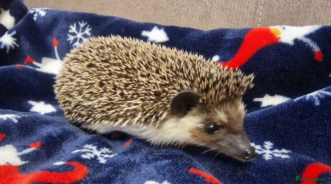 Pygmy Hedgehog rodents for sale: (F) A Pygmy Hedgehog + enclosure & accessories  - Advert 3